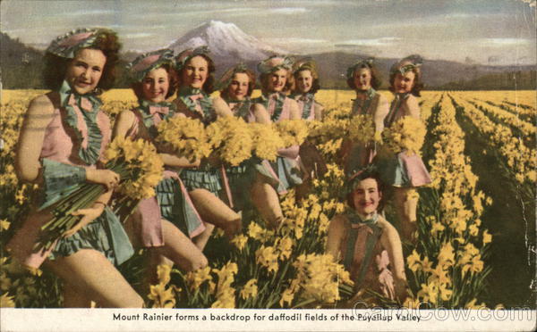 Mount Ranier Forms a Backdrop for Daffodil Fields of the Puyallup Valley Washington