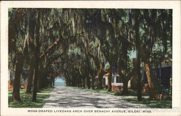 Moss-Draped Liveoaks Arch over Benachi Avenue Biloxi Mississippi