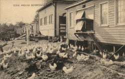 Scene Around Boyertown, PA of Chickens and Houses Postcard