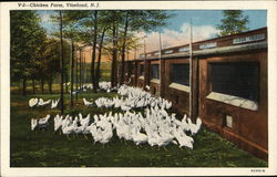 Chicken Farm Vineland, NJ Postcard Postcard Postcard