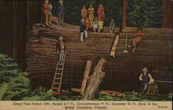 Giant Tree Felled 1895 British Columbia Canada Postcard Postcard Postcard