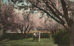 Blossom Time Blossom Time