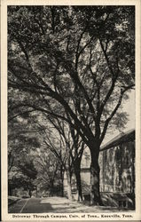 Driveway Through Campus, University of Tennessee Knoxville, TN Postcard Postcard Postcard