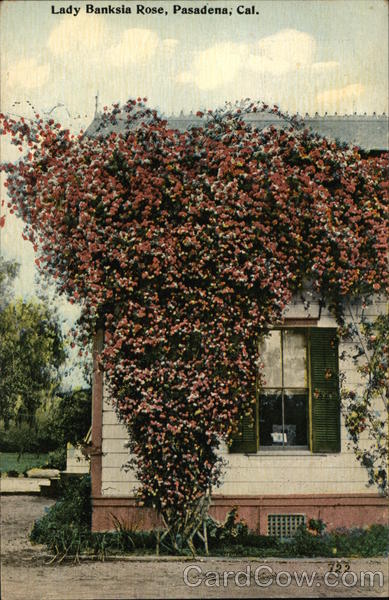 Lady Banksla Rose Pasadena California