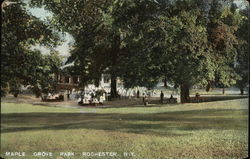 Maple Grove Park Rochester, NY Postcard Postcard Postcard