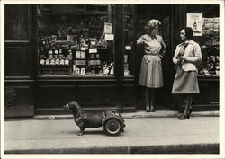 Dog on Wheels, 1977 Dachshunds