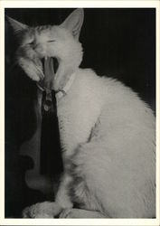 "Hanging Around" - Miniature Woman Holds Cat's Tongue Postcard