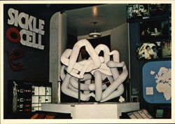 Sickle Cell Display - Museum of Science and Industry Postcard