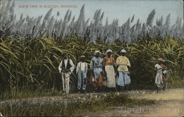 Sugar Cane in Blossom Barbados Caribbean Islands