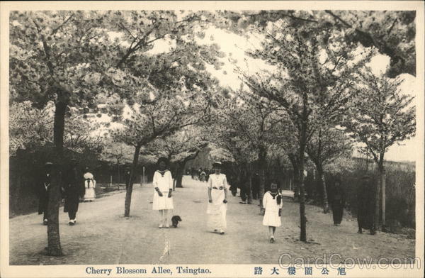 Cherry Blossom Tsingtao China