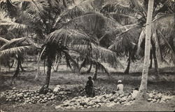A coconut plantation; Cedros - Trinidad A coconut plantation; Cedros - Trinidad