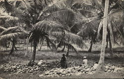 A coconut plantation; Cedros - Trinidad Trinidad and Tobago Caribbean Islands Postcard Postcard