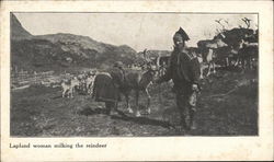 Lapland woman milking reindeer Finland Postcard Postcard