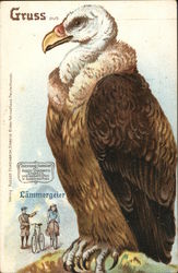Gruss aus Laemmergeier (Bearded vulture) Birds Postcard Postcard