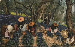 La Cote D'azur (La Cueillette des Violettes) Postcard