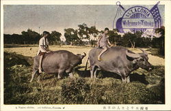 A native children and buffalo. Formosa Postcard