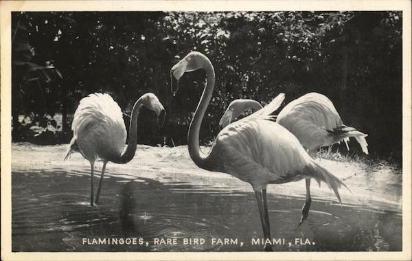 Famingoes, Rare Bird Farm Miami Florida