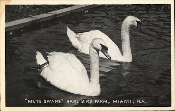 Mute Swans Miami Florida