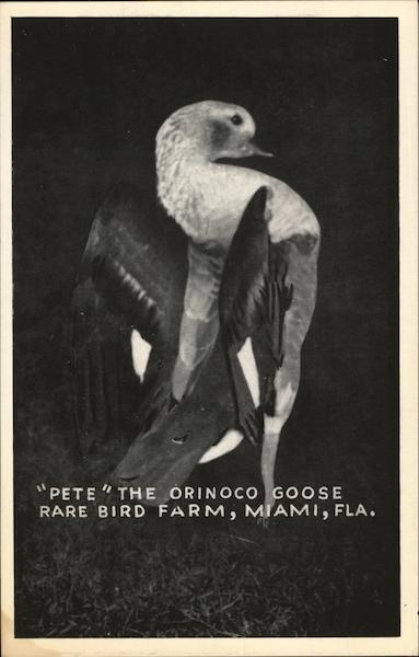 Rare Bird Farm - Pete the Orinoco Goose Miami Florida