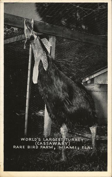 World's Largest Turkey (Cassawary) Miami Florida