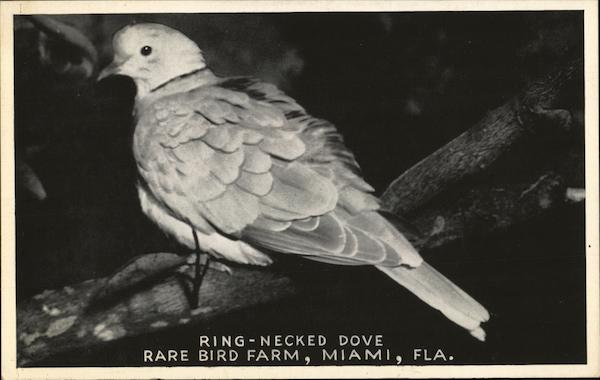 Rare Bird Farm - Ring-Necked Dove Miami Florida