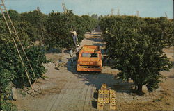 Harvesting Scene in Florida's Orange Groves Postcard