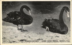 Rare Bird Farm - Black Swans MIami, FL Postcard Postcard Postcard