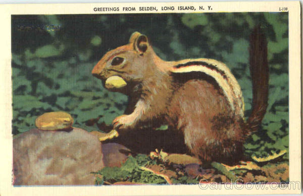 Greetings From Selden New York