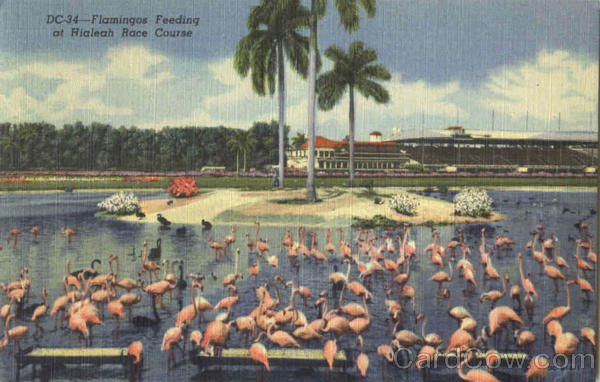 Flamingos Feeding At Hialeah Race Course Birds