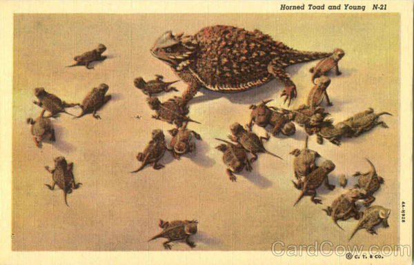 Horned Toad And Young