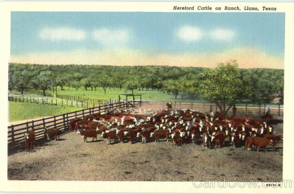 Hereford Cattle On Ranch Llano Texas