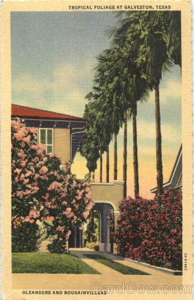 Tropical Foliage At Galveston Texas