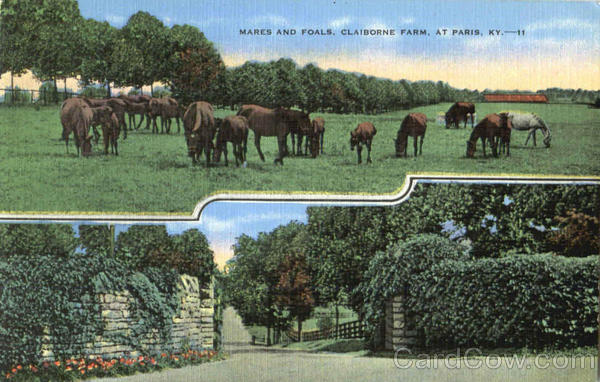Mares And Foals, Claiborne Farm Paris Kentucky