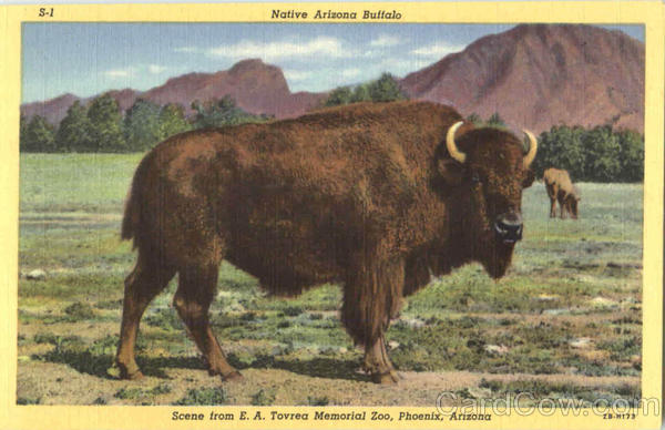 Native Arizona Buffalo, E. A. Tovrea Memorial Zoo Phoenix