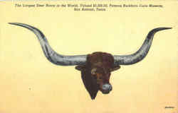 The Longest Steer Horns In The World Postcard