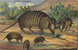 A Group Of Armadillos Postcard