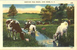 Greetings From Selden Postcard