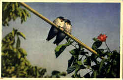 Stock #46992 Thumbnail