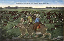 Rounding Up Cattle Jack Rabbits Exaggeration Postcard