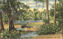 Wakulla Springs Tallahassee, FL Postcard Postcard