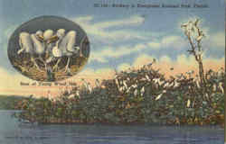 Rookery In Everglades National Park Postcard