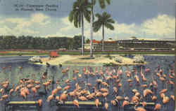 Flamingos Feeding At Hialeah Race Course Birds Postcard Postcard