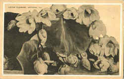 Lotus Flowers Antioch, IL Postcard Postcard