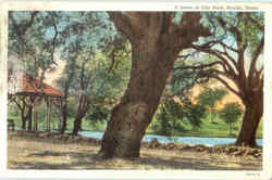 A Scene In City Park Marlin, TX Postcard Postcard