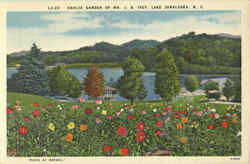 Dahlia Garden Of Mr. J. B. Ivey Postcard