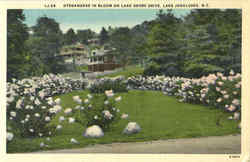 Hydrangeas In Bloom On Lake Shore Drive Postcard