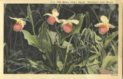 The Showy Lady's Slipper Flowers Postcard Postcard