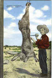 Cowboy Butchering Texas Jack Rabbit Postcard