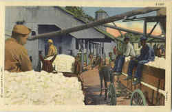 Bringing Cotton to Market Postcard