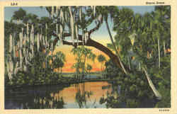 Bayou Scene Postcard